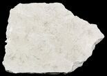 Polished Fossil Brittle Star Mortality Slab - California #56139-3